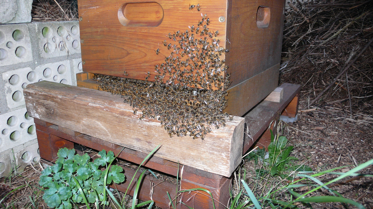 Picture: a bee hive in Iver's garden.