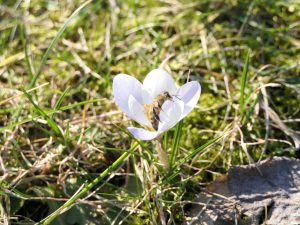 Picture: The first bees come out in spring in Iver's garden.