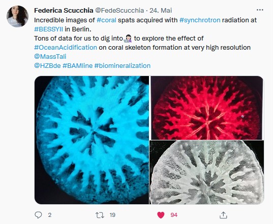 Incredible images of #coral spats acquired with #synchrotron radiation at #BESSYII in Berlin. Tons of data for us to dig intoTechnikerin to explore the effect of #OceanAcidification on coral skeleton formation at very high resolution @MassTali @HZBde #BAMline #biomineralization